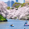 Do you love Cherry Blossoms in Japan? The dates for 2025 Sakura are out for Tokyo, Osaka, Kyoto, etc