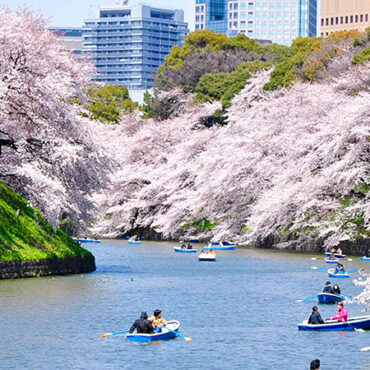 Cherry Blossom in Tokyo