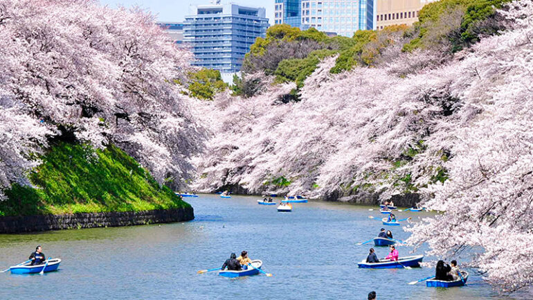 Cherry Blossom in Tokyo